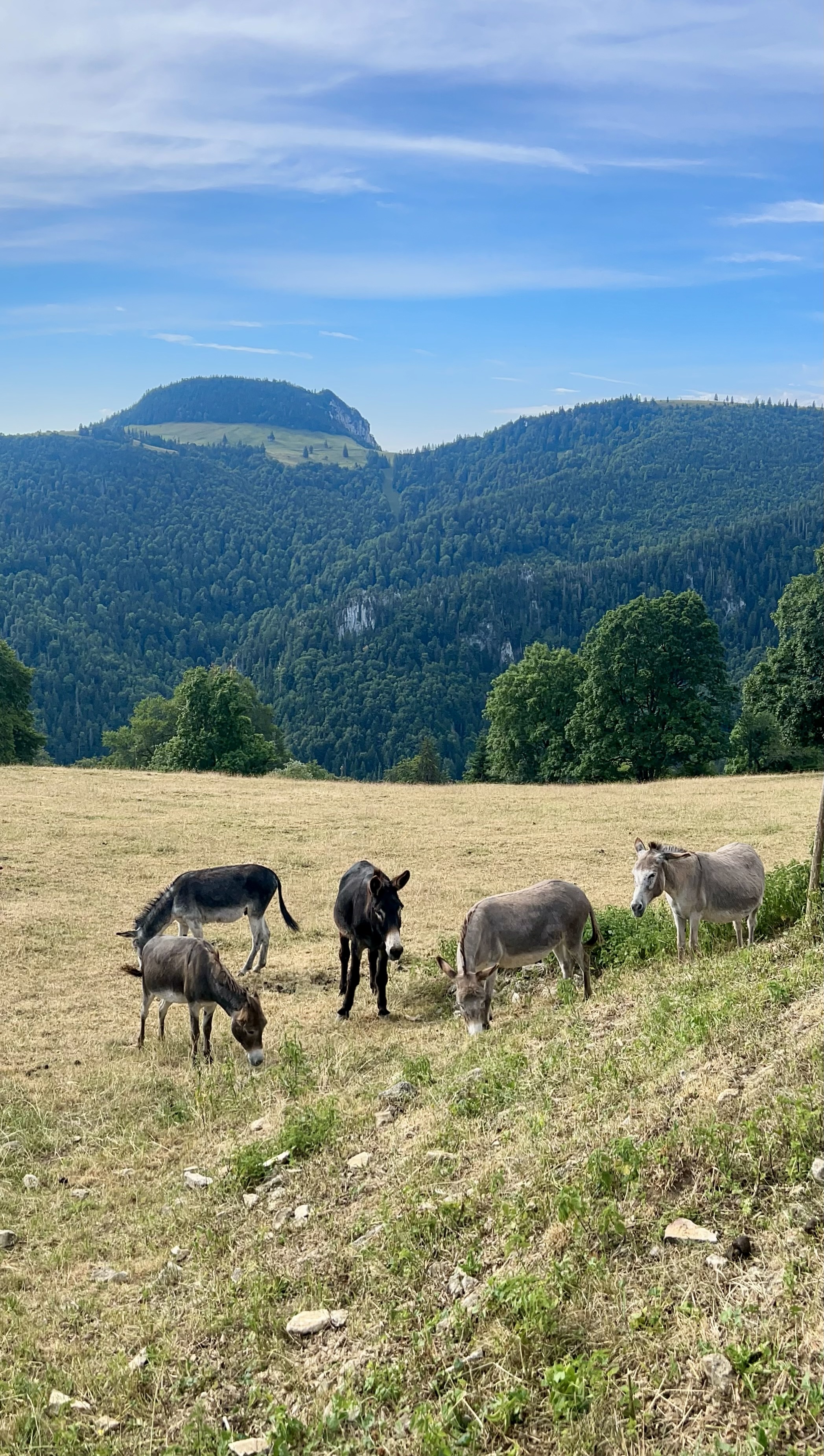 Gisela und Ludmilla mit weiteren Eseln auf der Alp